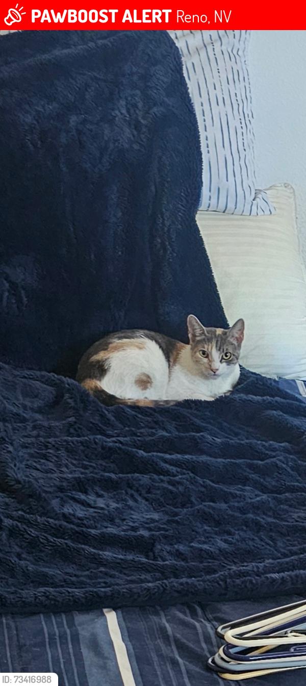 Lost Female Cat last seen Spearhead, Reno, NV 89506