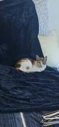Lost Female Cat last seen Spearhead, Reno, NV 89506