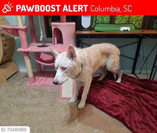 Deceased Male Dog last seen S Shields Rd and Dale Valley Dr, Columbia, SC 29223