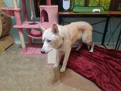Lost Male Dog last seen S Shields Rd and Dale Valley Dr, Columbia, SC 29223
