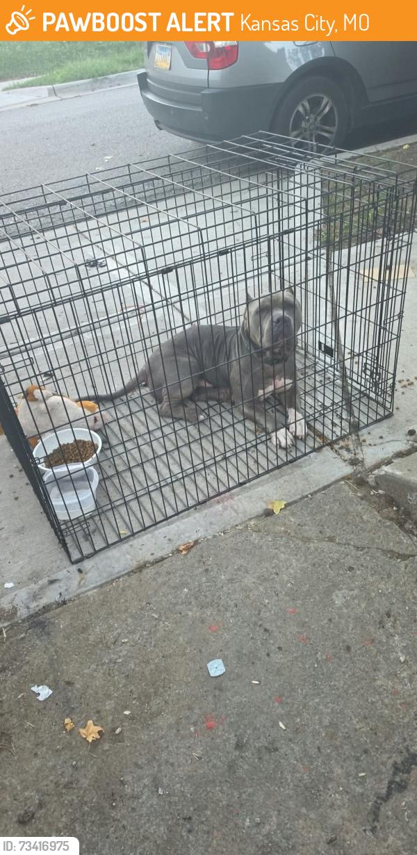 Found/Stray Male Dog last seen 50th street and Michigan Ave, between the pesao and prospect Ave on 50th street., Kansas City, MO 64130