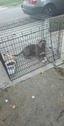 Found/Stray Male Dog last seen 50th street and Michigan Ave, between the pesao and prospect Ave on 50th street., Kansas City, MO 64130