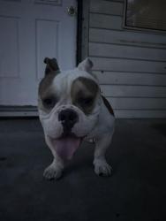 Found/Stray Male Dog last seen Flakos food mart, Fort Worth, TX 76164