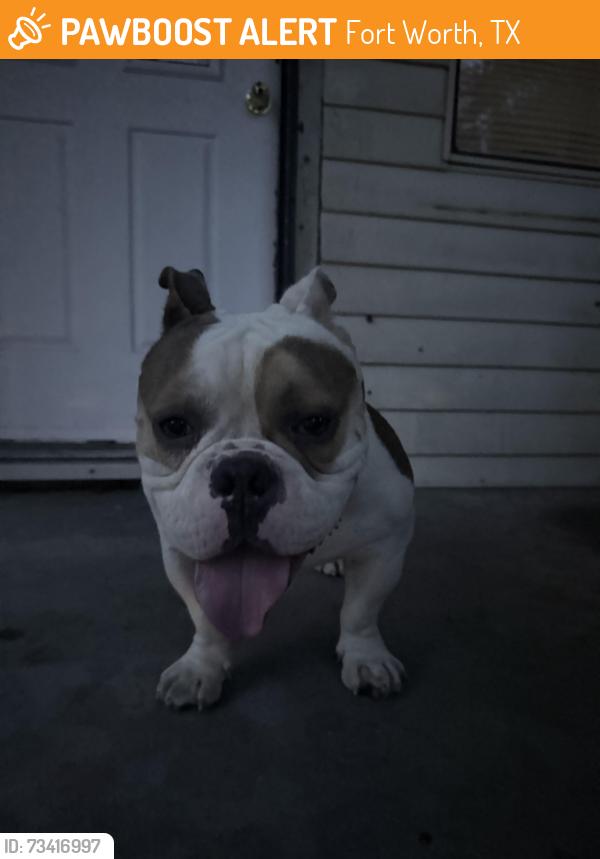 Found/Stray Male Dog last seen Flakos food mart, Fort Worth, TX 76164