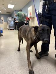 Shelter Stray Female Dog last seen Near BLOCK CREST AVE, RIVERSIDE, CA, 6851 Van Buren Boulevard, Jurupa Valley, CA 92509, USA
