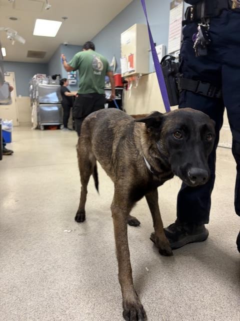 Shelter Stray Female Dog last seen Near BLOCK CREST AVE, RIVERSIDE, CA, 6851 Van Buren Boulevard, Jurupa Valley, CA 92509, USA