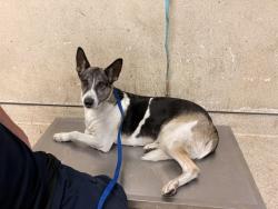 Shelter Stray Female Dog last seen LIME ST, RIVERSIDE, CA, 6851 Van Buren Boulevard, Jurupa Valley, CA 92509, USA