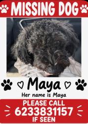 Reunited Female Dog last seen VIP groomers, Peoria, AZ 85345