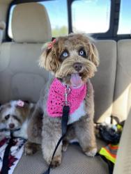 Lost Female Dog last seen Fm1126 and fm 1839 Emhouse texas, Emhouse, TX 75110