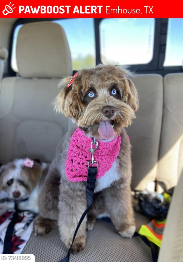 Lost Female Dog last seen Fm1126 and fm 1839 Emhouse texas, Emhouse, TX 75110