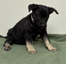 Shelter Stray Male Dog last seen , 38550 Sierra Hwy, Palmdale, CA 93550, USA
