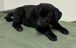 Shelter Stray Female Dog last seen , 38550 Sierra Hwy, Palmdale, CA 93550, USA