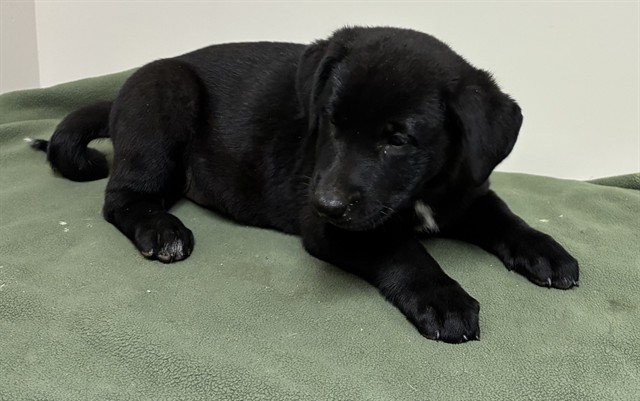 Shelter Stray Female Dog last seen , 38550 Sierra Hwy, Palmdale, CA 93550, USA