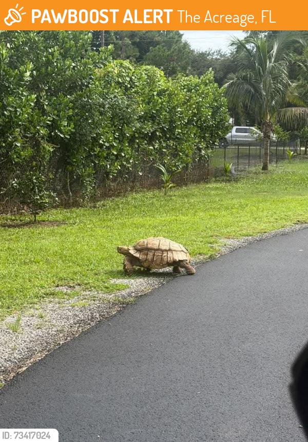 Found/Stray Unknown Reptile last seen Near 0range Blvd loxahatchee, The Acreage, FL 33470