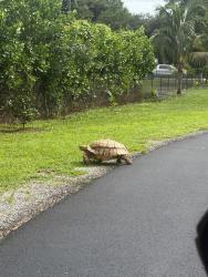 Found/Stray Unknown Reptile last seen Near 0range Blvd loxahatchee, The Acreage, FL 33470