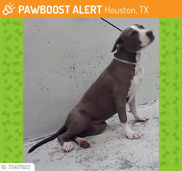 Found/Stray Female Dog last seen Sam Houston 77048, Houston, TX 77048
