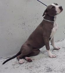 Found/Stray Female Dog last seen Sam Houston 77048, Houston, TX 77048