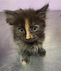 Shelter Stray Female Cat last seen Near Schooner, CITY of El Paso, TX, 5001 Fred Wilson Ave, El Paso, TX 79906, USA