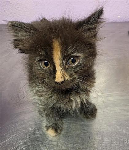 Shelter Stray Female Cat last seen Near Schooner, CITY of El Paso, TX, 5001 Fred Wilson Ave, El Paso, TX 79906, USA