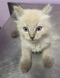 Shelter Stray Male Cat last seen Near Schooner, CITY of El Paso, TX, 5001 Fred Wilson Ave, El Paso, TX 79906, USA
