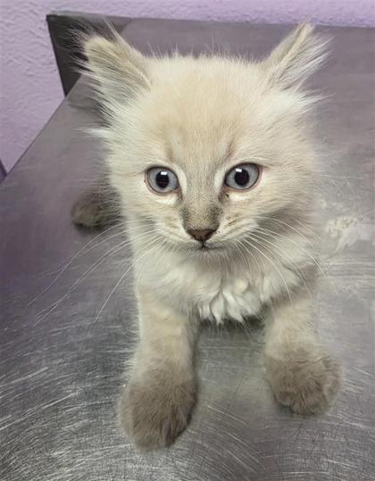 Shelter Stray Male Cat last seen Near Schooner, CITY of El Paso, TX, 5001 Fred Wilson Ave, El Paso, TX 79906, USA