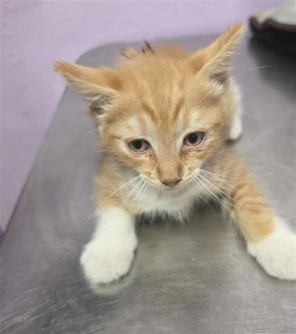 Shelter Stray Male Cat last seen Near Schooner, CITY of El Paso, TX, 5001 Fred Wilson Ave, El Paso, TX 79906, USA