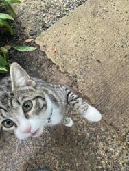 Found/Stray Unknown Cat last seen Wile, Souderton, PA 18964