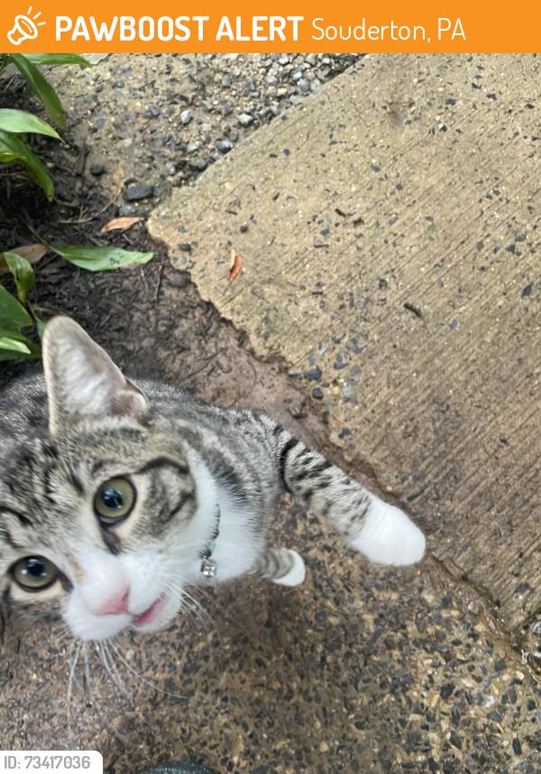 Found/Stray Unknown Cat last seen Wile, Souderton, PA 18964