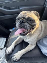 Found/Stray Male Dog last seen MACARTHUR AND SAN RAFAEL GREEN BELT, Buena Park, CA 90620