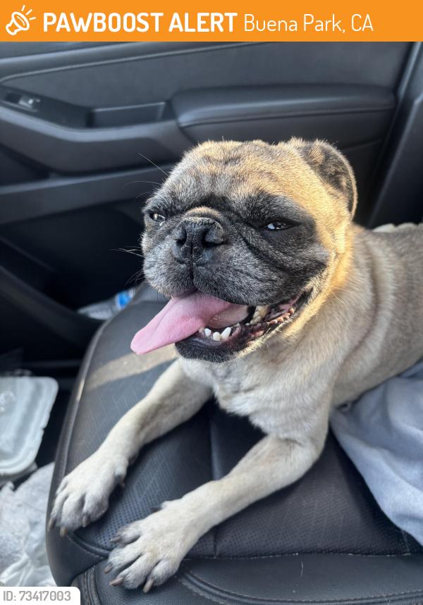 Found/Stray Male Dog last seen MACARTHUR AND SAN RAFAEL GREEN BELT, Buena Park, CA 90620