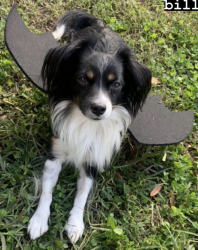 Reunited Male Dog last seen The studios behind the McDonalds on Chamberlayne in Northside, Richmond, VA 23222