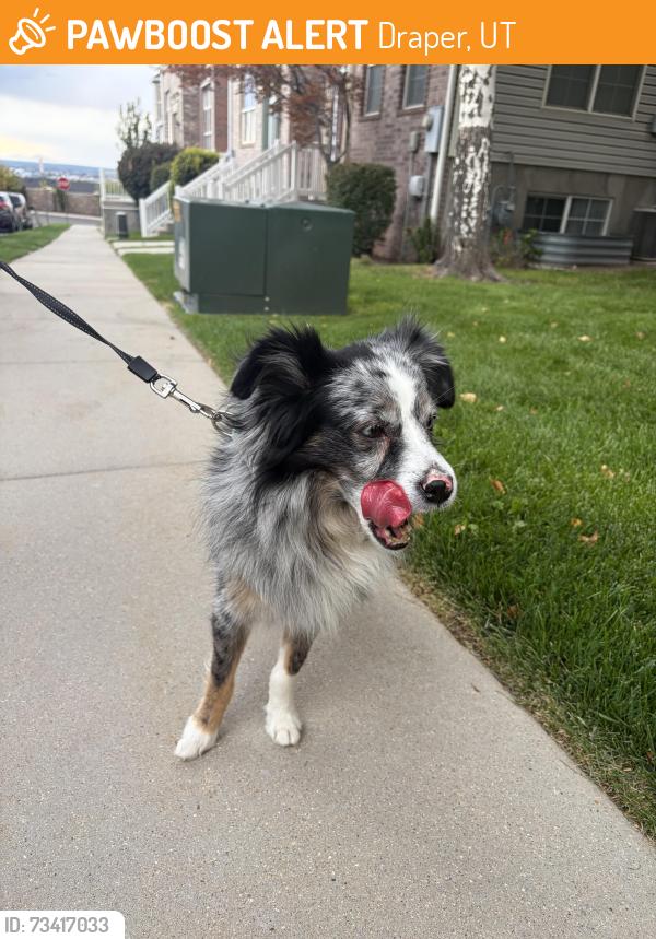 Found/Stray Unknown Dog last seen Deer Run near the playground!, Draper, UT 84020