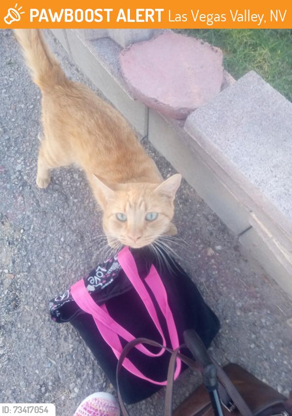 Found/Stray Male Cat last seen Alto&betty, Las Vegas Valley, NV 89191