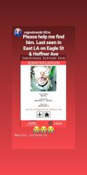 Lost Male Dog last seen Eagles street and hoffner, East Los Angeles, CA 90022