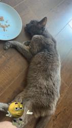 Found/Stray Female Cat last seen Near the intersection of 2nd street and Falcon Ave, Long Beach, CA 90802