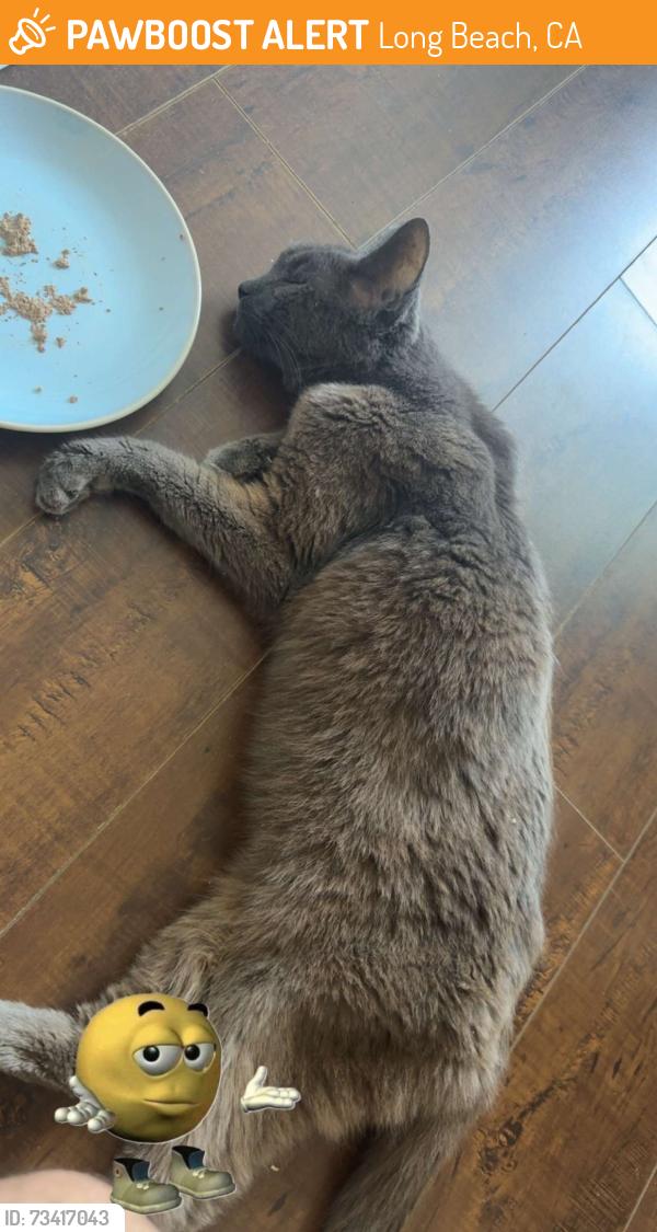 Found/Stray Female Cat last seen Near the intersection of 2nd street and Falcon Ave, Long Beach, CA 90802