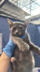 Shelter Stray Female Cat last seen SAN JUAN AND UNIVERSITY, 333 Chandler Pl, San Bernardino, CA 92408, USA
