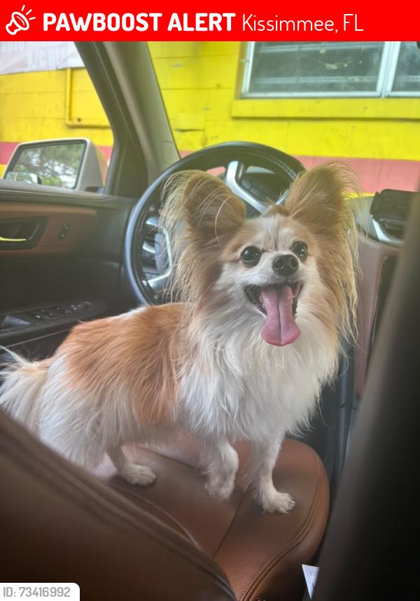 Lost Male Dog last seen Fortune Road, Kissimmee, FL 34743
