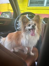 Lost Male Dog last seen Fortune Road, Kissimmee, FL 34743