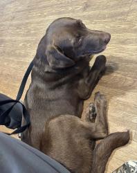 Found/Stray Male Dog last seen Hiawassee st, Hayesville, NC 28904