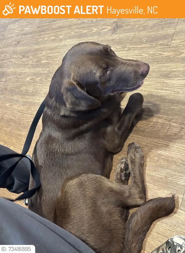 Found/Stray Male Dog last seen Hiawassee st, Hayesville, NC 28904