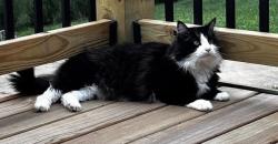 Lost Male Cat last seen Deer St near the YMCA, Navarre, FL 32566