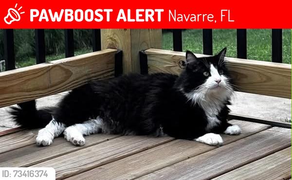 Lost Male Cat last seen Deer St near the YMCA, Navarre, FL 32566