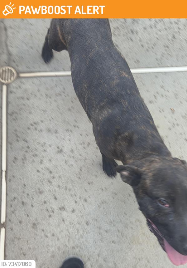 Found/Stray Female Dog last seen Lemon and amethyst, Rancho Cucamonga, CA 91737