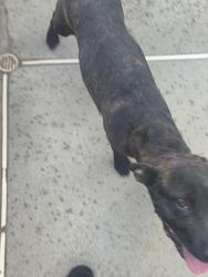 Found/Stray Female Dog last seen Lemon and amethyst, Rancho Cucamonga, CA 91737