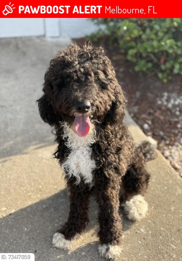 Lost Male Dog last seen Lake Washington, Melbourne, FL 32935