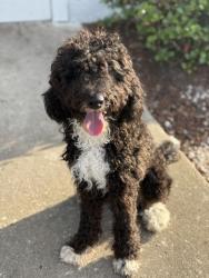 Lost Male Dog last seen Lake Washington, Melbourne, FL 32935