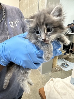 Shelter Stray Female Cat last seen Daniel Way and Chase Dr, Rancho Cordova, CA, 6201 Florin Perkins Rd, Sacramento, CA 95828, USA