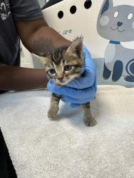 Shelter Stray Female Cat last seen Daniel Way and Chase Dr, Rancho Cordova, CA, 6201 Florin Perkins Rd, Sacramento, CA 95828, USA