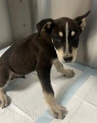 Shelter Stray Male Dog last seen Seminole Rd & Burrough Valley Rd, Tollhouse Zone Fresno CO 4 93667, CA, 1510 W Dan Ronquillo Dr, Fresno, CA 93706, USA